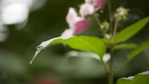 Small Insect On Edge Of Leaf Macro 4K Stockbeeldmateriaal 85260807
