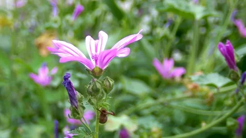 A small insect on the flower Stock Footage 268821911