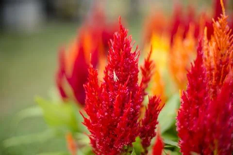 Small insect on flower Stock Photos