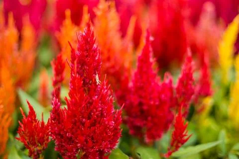 Small insect on flower Stock Photos