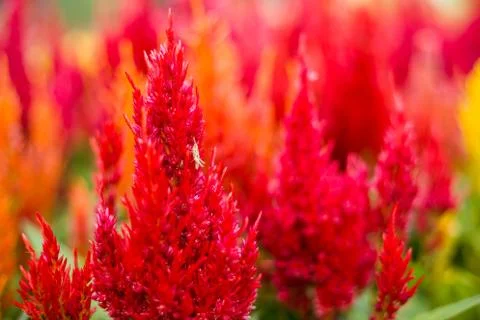 Small insect on flower Stock Photos