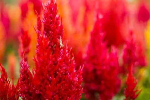 Small insect on flower Stock Photos