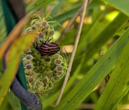 Small insect on a flower Stock Photos