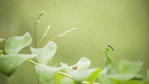 Small Insect Flying Away From a Leaf Macro 4K Stockbeeldmateriaal 85260485