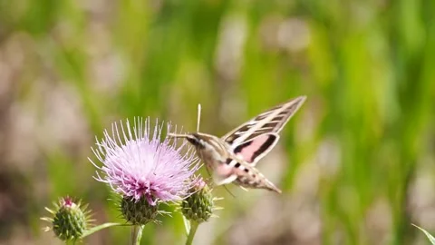 Small insect flying on flowers Stock Footage 328976533