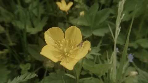 Small Insect Flying From a Yellow Flower Stock Footage 76457612