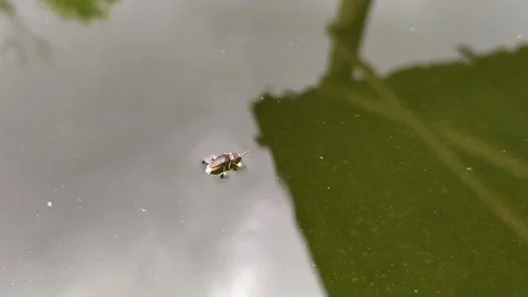 Small insect Video stock 146718487