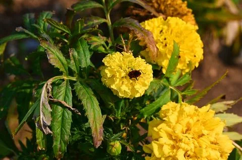 Small insect foraging on a bright yellow marigold flower head Stock Photos