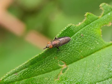 Small insect on green leaf closeup. Fotos Stock