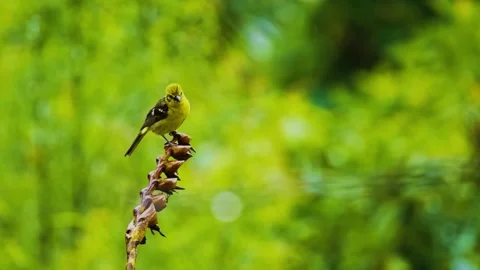 A small insect hovers above green plants. Stock Footage 292821532