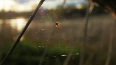 Small insect hunter caught in spiderweb prey closeup background cute field. Stock Footage 119935439