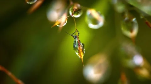 Small insect inside water droplet on plant stem Stock Footage 340777688