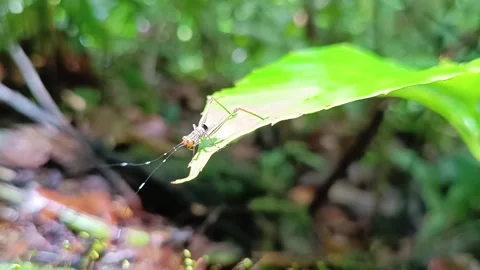 Small insect on leaf edge in the wild rainforest of Borneo. Stockbeeldmateriaal 332315318