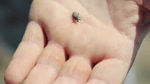 A Small Insect On A Man's Hand. A Small Bug Crawls On A Person's Palm Video stock 242284242