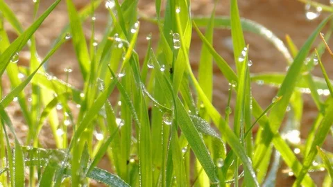 Small insect moving down on green grass with dew Stock-Footage 103217143
