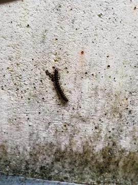 Small insect over the wall Stock Photos