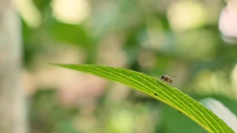A small insect perched on the leaf Stock Footage 154190073