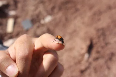 Small insect on a person's hand, showcasing the contrast stock photo. Stock Photos