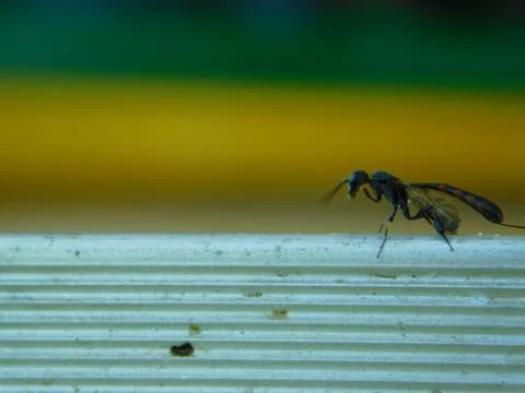 Small insect Stock Photos