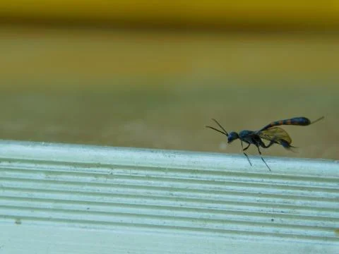 Small insect Stock Photos