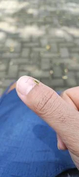 Small insect Stock Photos