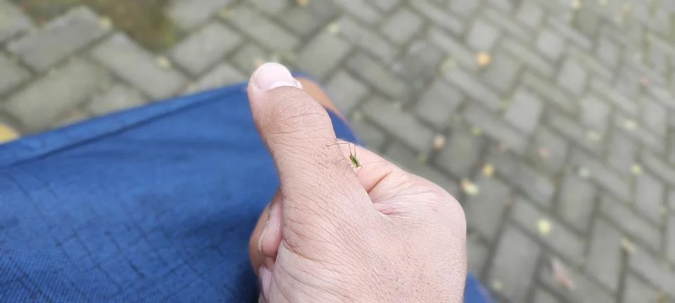 Small insect Stock Photos