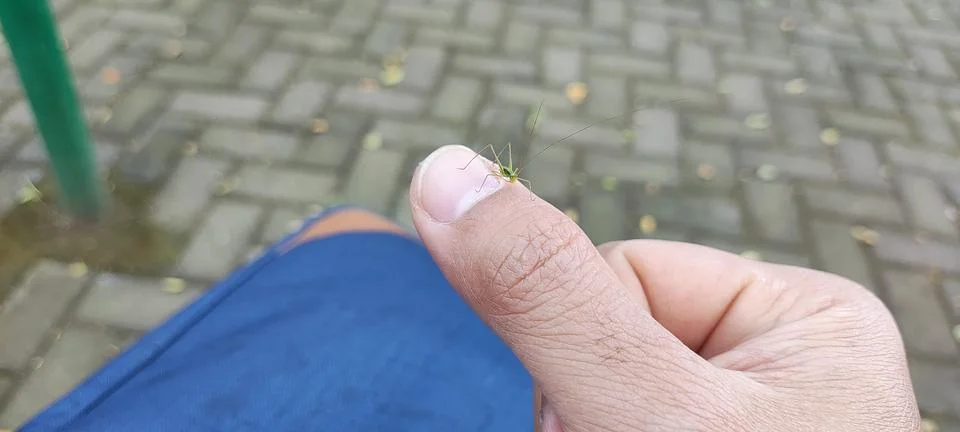 Small insect Stock Photos