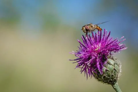 Small insect, a pied hoverfly, sitting on purple knapweed flower Stock Photos