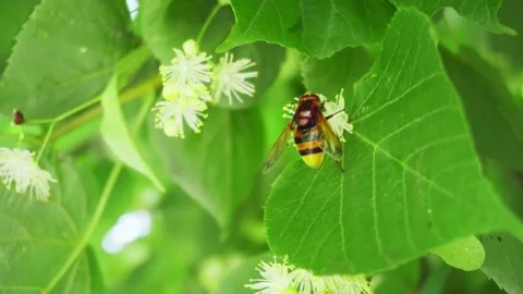 A small insect pollinates white flowers on a tree among green leaves on a sun Stock Footage 156388585