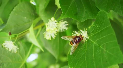 A small insect pollinates white flowers on a tree among green leaves on a sun Stock Photos