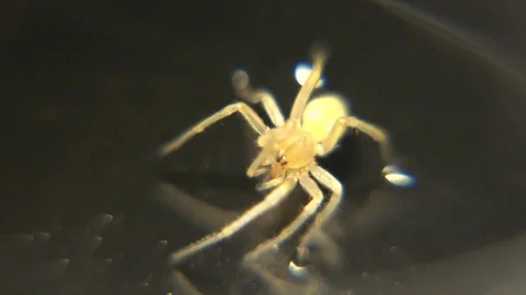 Small Insect Possibly A Parasite Bed Bug Stock Footage 129783768