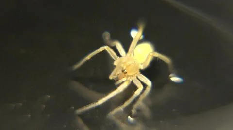 Small Insect Possibly Parasite Bed Bug Stock Photos