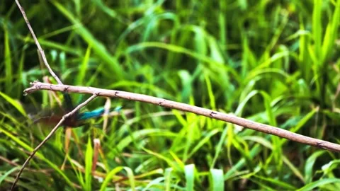 A small insect resting on fresh green grass. Stock Footage 292821447