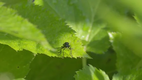 Small Insect Resting on a Green Leaf - 4K Slow Motion Nature Footage Stock Footage 337476239
