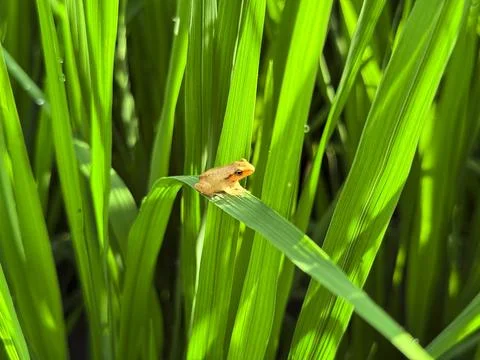 Small Insect Resting on Green Rice Leaf in a Tropical Field Stock Photos