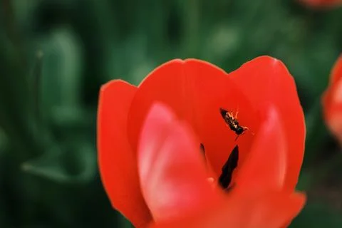 Small insect resting inside a bright red tulip blossom surrounded by green le Foto stock