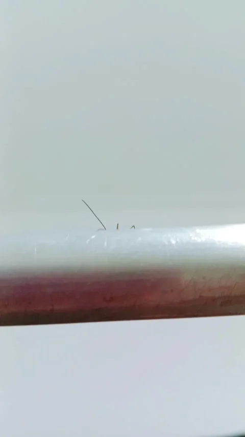 Small insect resting on a metal aluminium bar Stock Footage 346745963