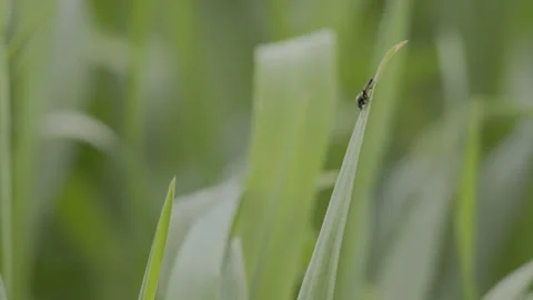 Small insect resting on the tip of a green crop blade. 4K 60fps. Stock Footage 334024226