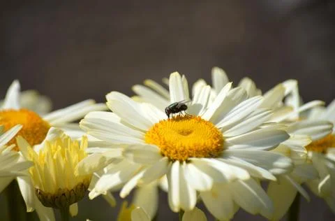 Small insect resting on a white daisy flower head with wildlife Stock Photos