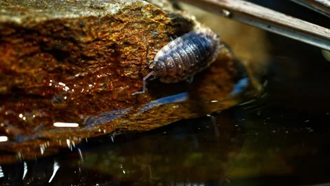 Small insect on a rock with water flowing around it Stock Footage 340757598