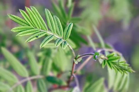 Small insect sits on a branch with young green leaves Stock Photos