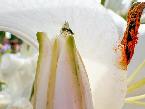 A small insect sits on the edge of a white lily petal next to an orange stamen Stock Photos