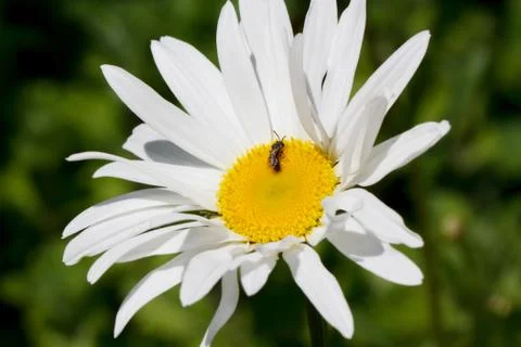 Small insect is sitting on beautiful chamomile in the spring garden. Stock Photos