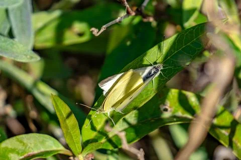 A small insect is sitting on a leaf Stock Photos