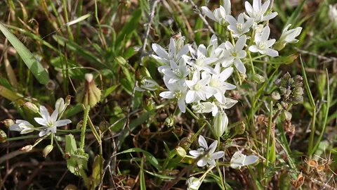 Small insect sitting on a white flowers Stock Footage 98042733