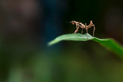 Small insect standing on a leaf Stock Photos