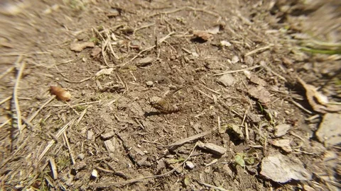 Small Insect Twitching on The Ground in The Forest Stock Footage 76458402