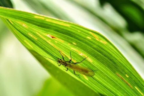 Small insect under a leaf close up Stock Photos