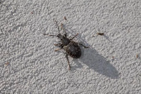 Small insect , view from above Stock Photos