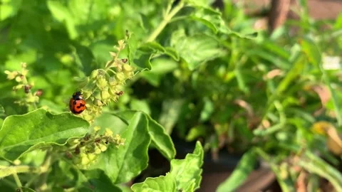 A small insect walking on the leaf Stock-Footage 147068913
